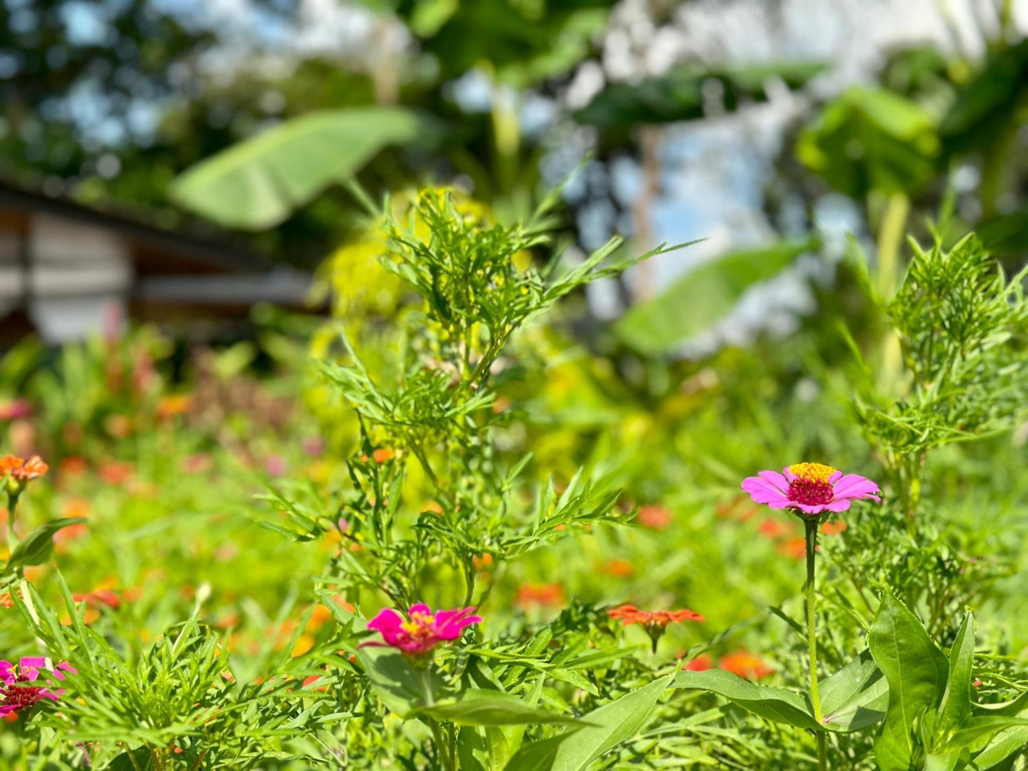 Almendros Eco-Villas La Fortuna Εξωτερικό φωτογραφία